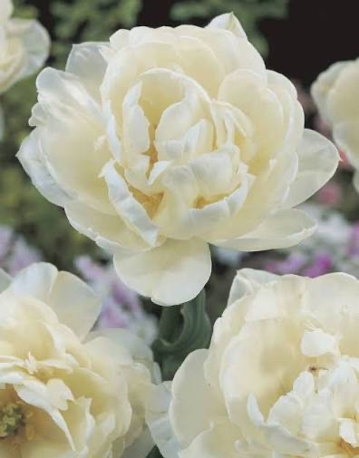 10x Tulip Mount Tacoma Bulbs 10/11cm Double White Peony Spring Flowers
