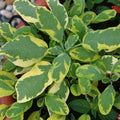 2x Golden Sage Icterina Plants Variegated Aromatic Herb 9cm Pots