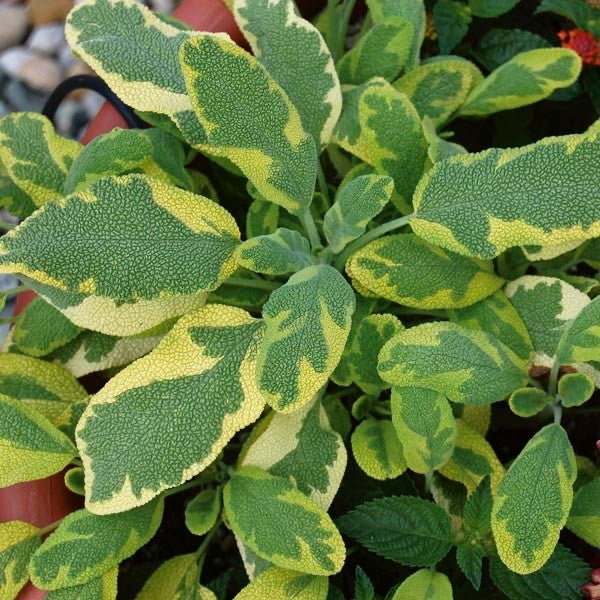 2x Golden Sage Icterina Plants Variegated Aromatic Herb 9cm Pots