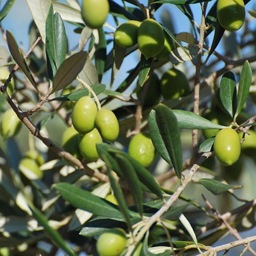 2 x Mini Olive Tree Olea Europaea - Common Olive Garden Shrub in 2ltr pot