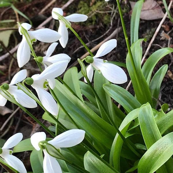 15x Snowdrop Woronowii Bulbs 7+cm White Early Spring Flowering Snowdrops