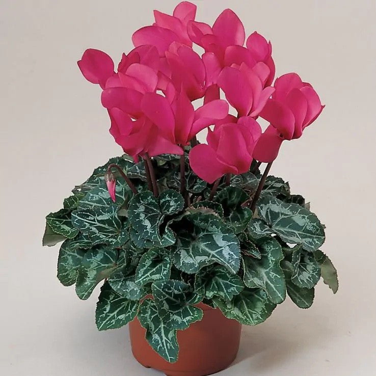 2x Cyclamen Compact Pink Plants 10.5cm Pots Autumn Winter Flowering