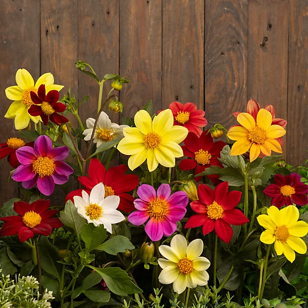 12 x Dahlia Mignon Mix Bulbs - Perfect for pots and borders adored by bees