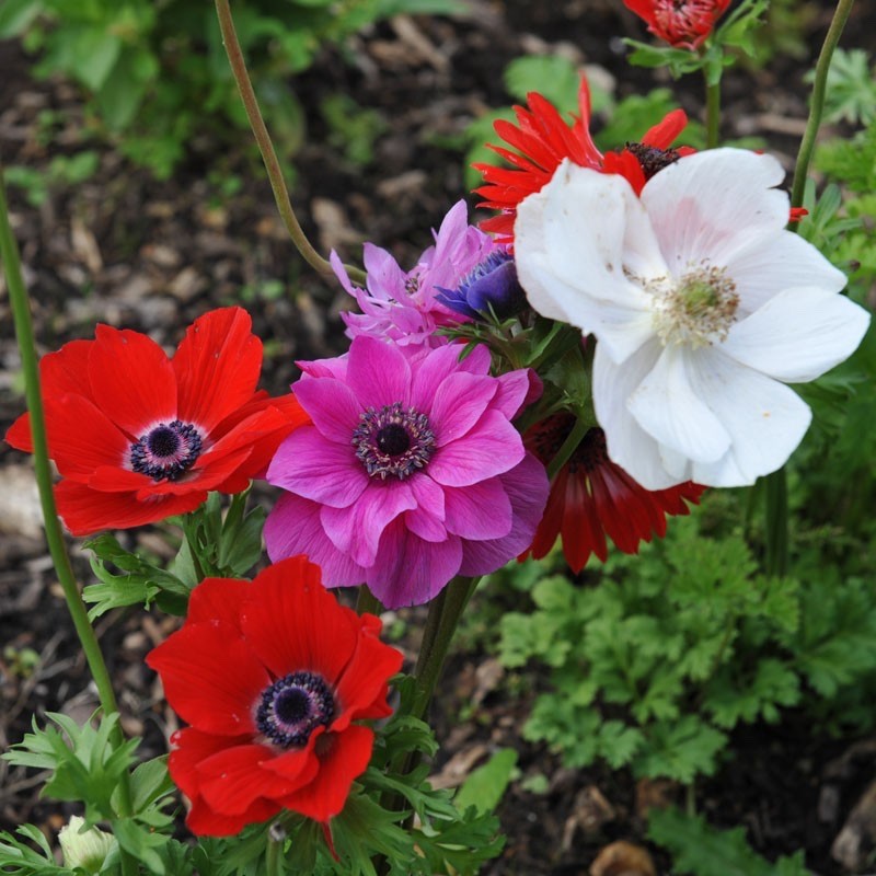 20 x  Anemone De Caen Mixed Bulbs - A colourful display for your garden