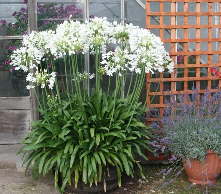Agapanthus White Superior Plant 1.5L Pot African Lily Perennial