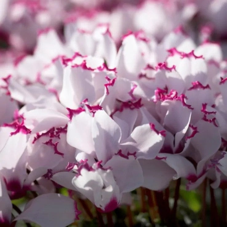 2x Cyclamen Victoria Plants 10.5cm Pots Autumn Winter Flowering