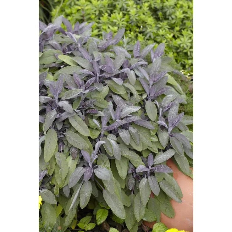 2 Purple Sage Plants 9cm Pots Award Winning Aromatic Mediterranean Herb