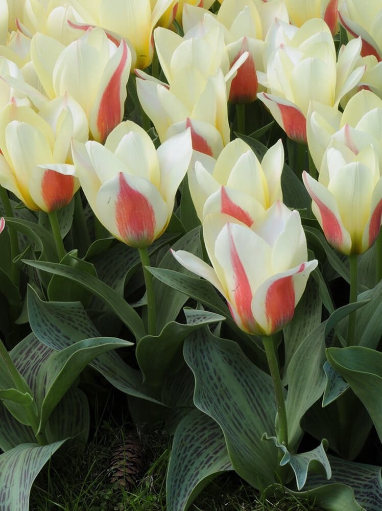 15x Dwarf Tulip Johann Strauss 10/11cm Bulbs Autumn Planting Pre-Order