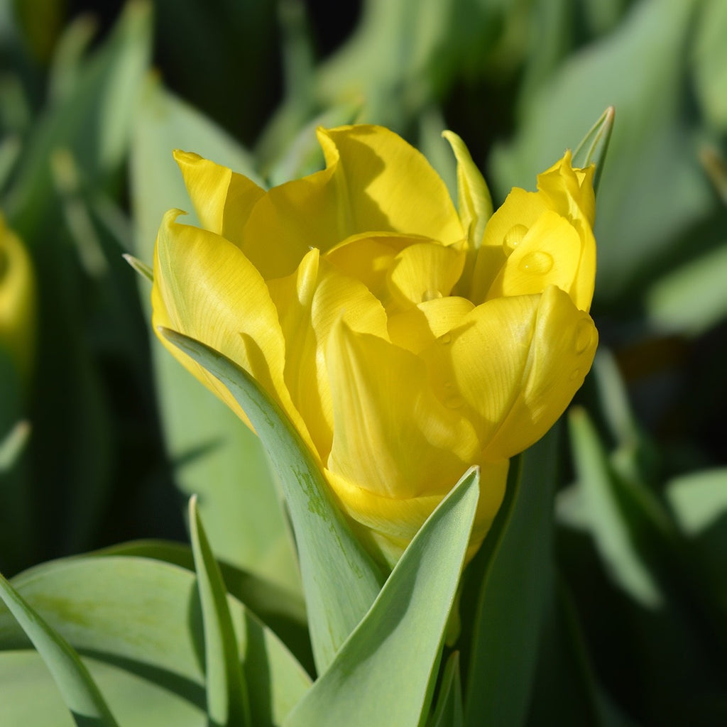 10x Double Early Tulip Yellow Baby 10/11cm Bulbs Pre-Order Autumn Planting