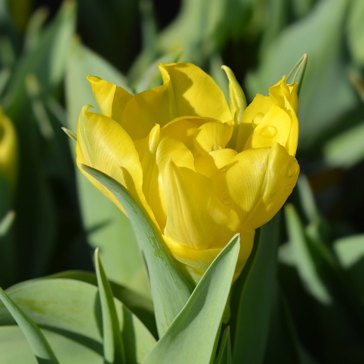 10x Double Early Tulip Yellow Baby 10/11cm Bulbs Pre-Order Autumn Planting