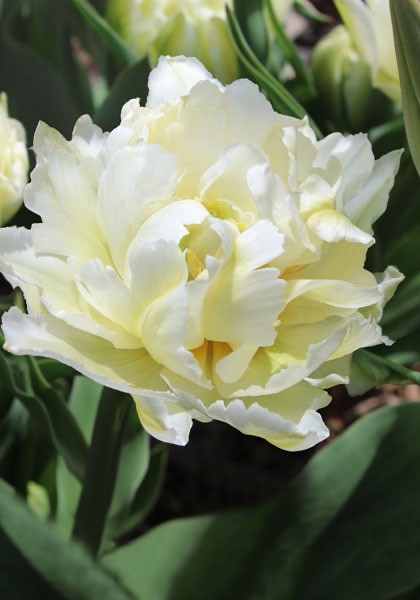 10x Double Early Tulip Schoonoord 10/11cm Bulbs Pre-Order Autumn Planting