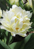 10x Double Early Tulip Schoonoord 10/11cm Bulbs Pre-Order Autumn Planting