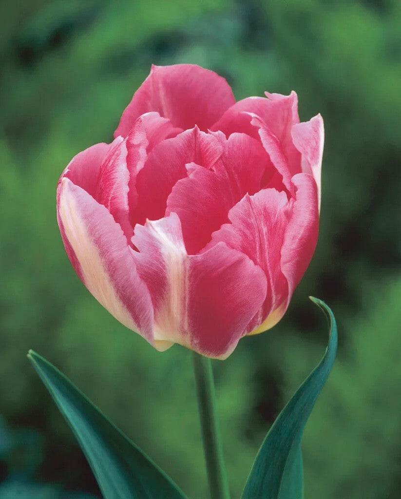 10x Double Early Tulip Peach Blossom 10/11cm Bulbs Pre-Order Autumn Planting