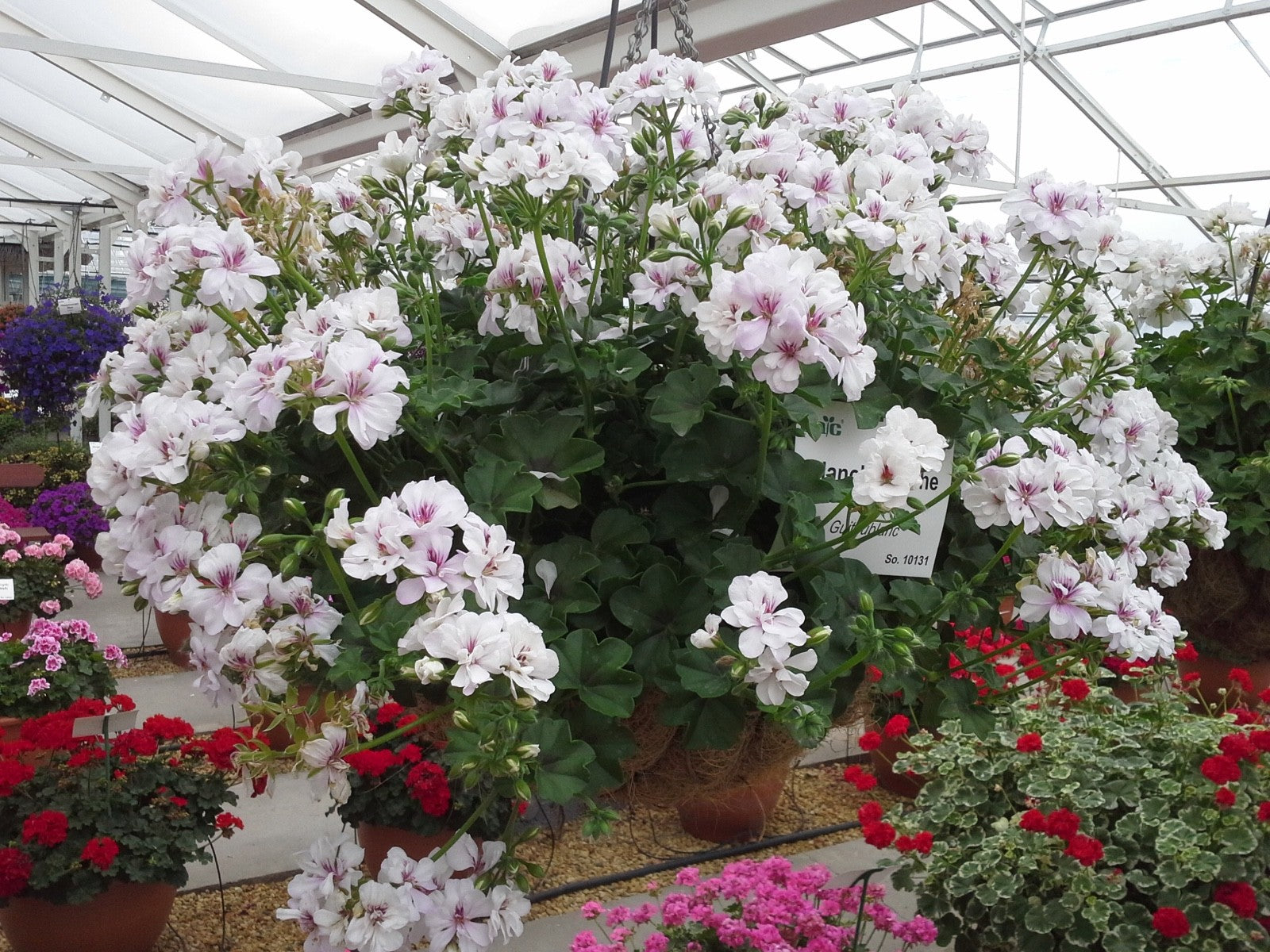 2 x Geranium Trailing Ivy Leaf ‘Blanche Roche’– Summer Plants in 10.5cm Pots