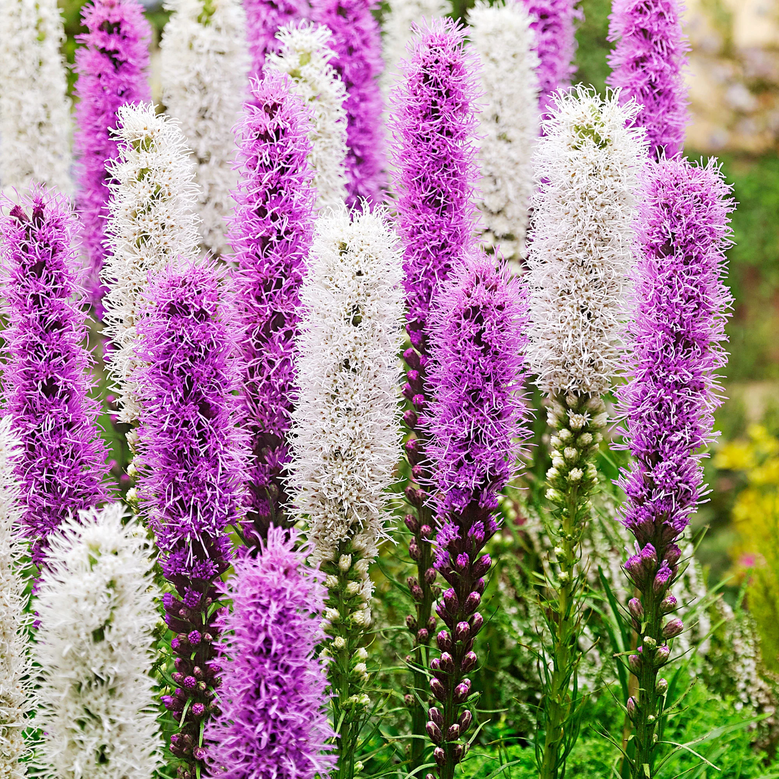 40 x Liatris Purple and White bulbs -  Gayfeather Perennial Late-Summer Colour