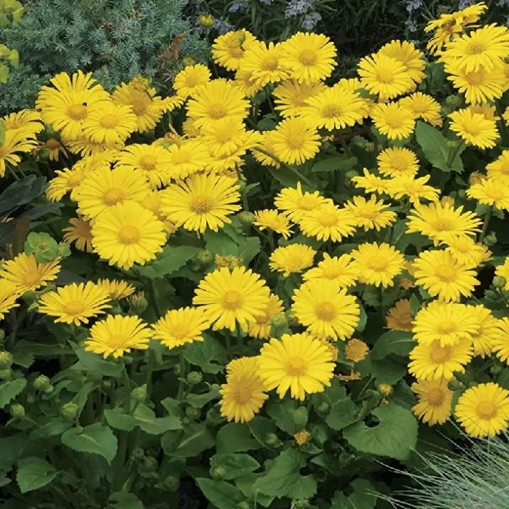 2 x Doronicum ‘Little Leo’ – Compact Yellow Perennial Plants in 10.5cm Pots