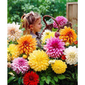 18 x Dahlia Mixed Bulbs Collection - A colourful display for a beautiful garden