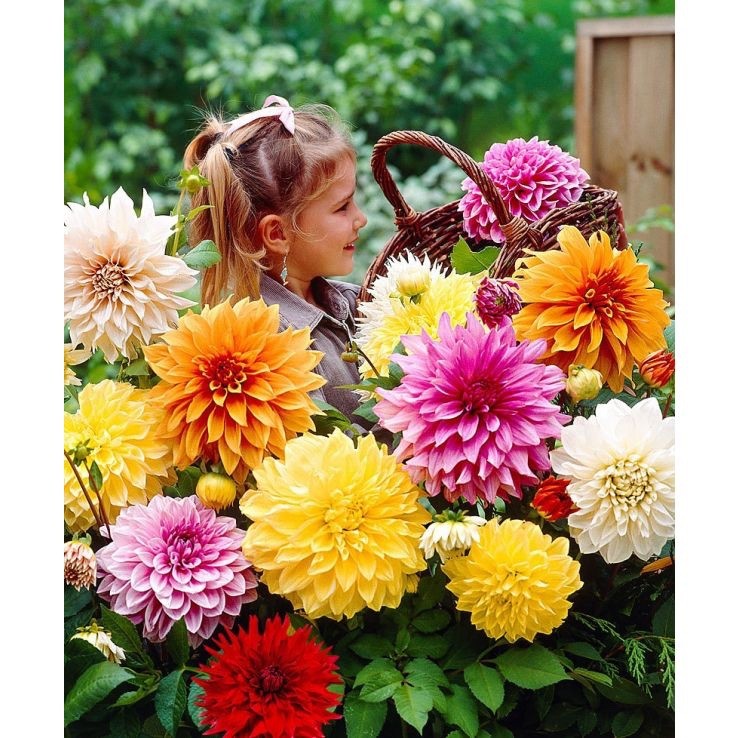 18 x Dahlia Mixed Bulbs Collection - A colourful display for a beautiful garden