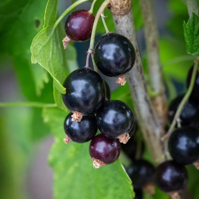 Blackcurrant 'Ben Sarek' - Hardy Large Ribes ready to fruit in Summer 3ltr pot