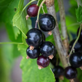 Blackcurrant 'Ben Sarek' - Hardy Large Ribes ready to fruit in Summer 3ltr pot
