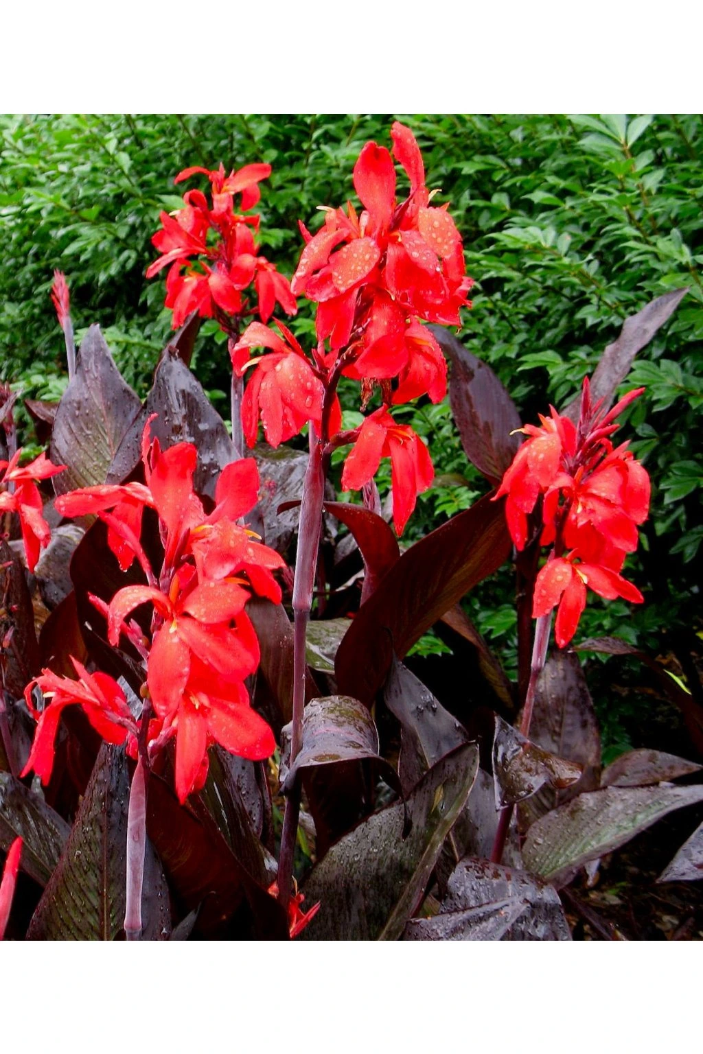 4 x Canna Red Futurity Bulbs - Lily Tropicanna Lush Burgundy Foliage