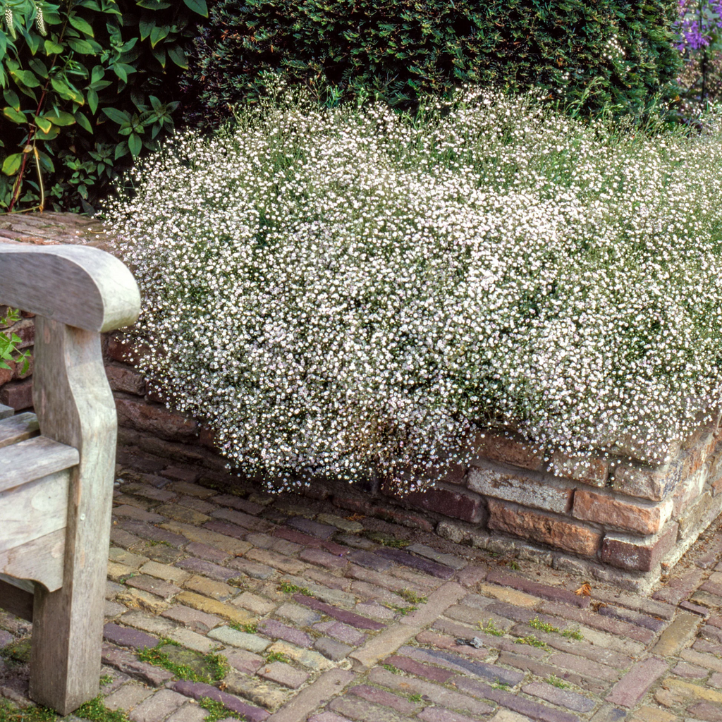8 x Gypsophila Baby's Breath Bulbs - Popular Garden and Bouquet Filler