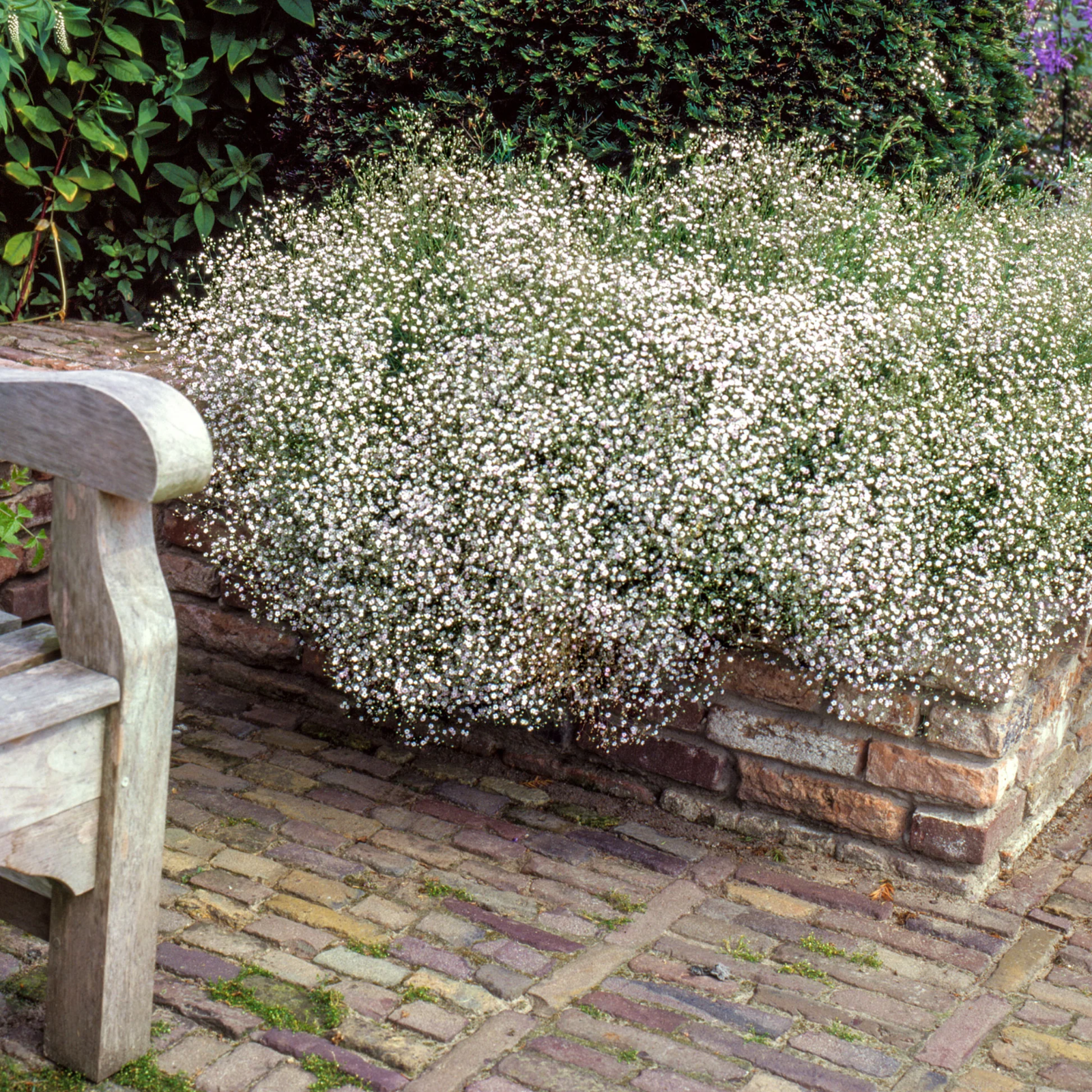 8 x Gypsophila Baby's Breath Bulbs - Popular Garden and Bouquet Filler