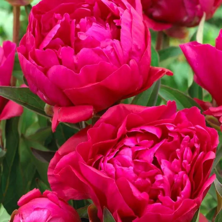 Peony Plants 2L Pots Red & White Fragrant Garden Perennials