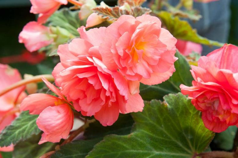 4 x Begonia Odorosa Sweet Pink Bulbs - Sweet Scented Variety