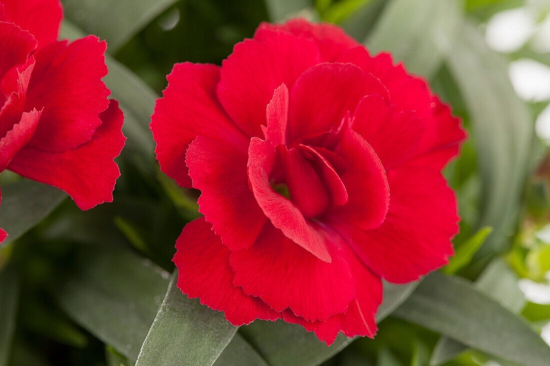 2 x Dianthus Oscar 'Cherry' -  Carnation Garden Plants in 10.5cm Pots