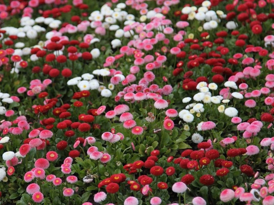 2x Bellis Bellissima Mix Plants 9cm Pots Double Daisy Hardy Spring Flowers