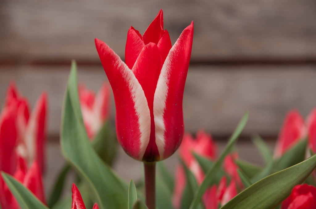 15x Dwarf Tulip Pinocchio 10/11cm Bulbs Autumn Planting Pre-Order