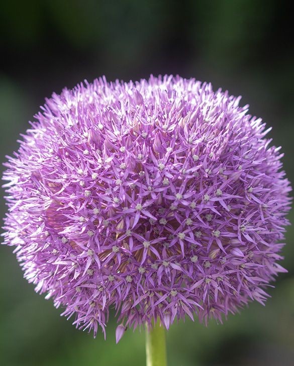 Allium Pinball Wizard 20cm+ Bulbs Giant Purple Garden Flower Perennial
