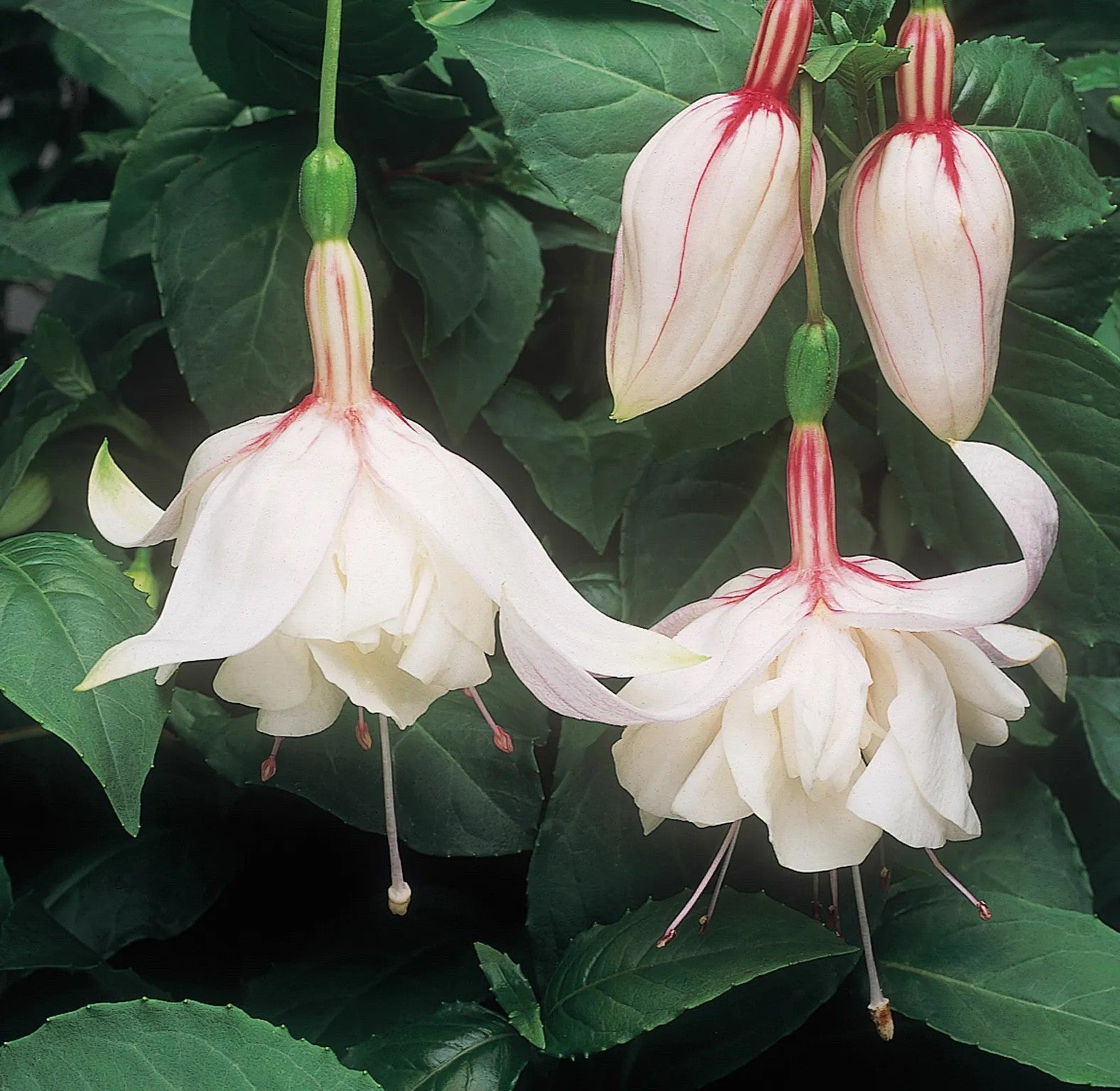 2x Fuchsia Happy Wedding Day Plants Hardy Perennial 10.5cm Pots