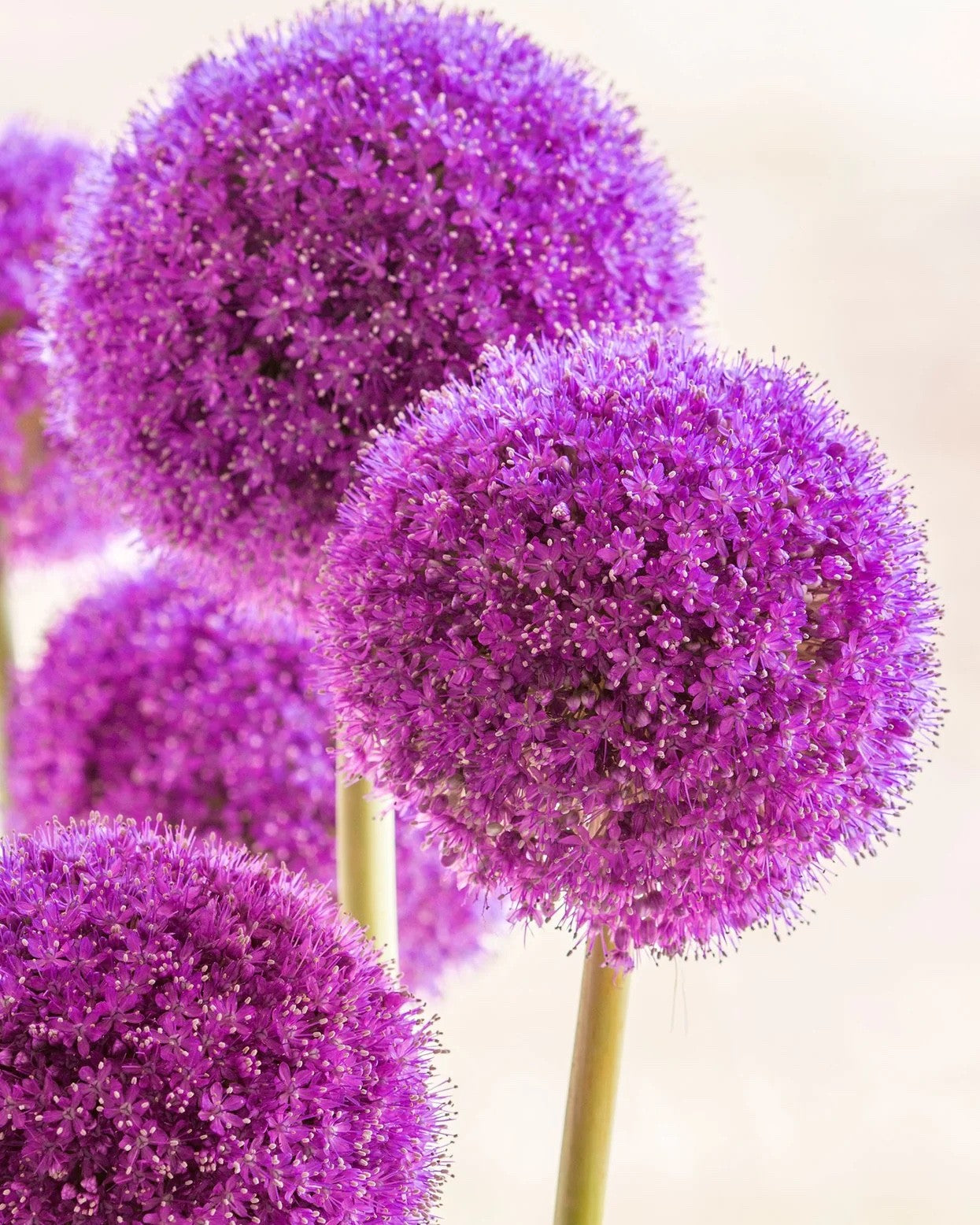 Allium Globemaster Bulbs 24cm+ Giant Purple Ornamental Flower Perennial