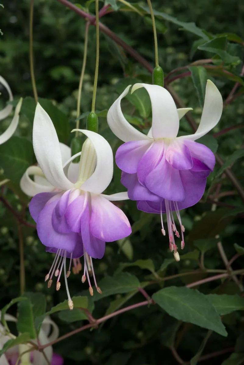 2x Fuchsia Deltas Sarah Plants Hardy Perennial 10.5cm Pots Garden
