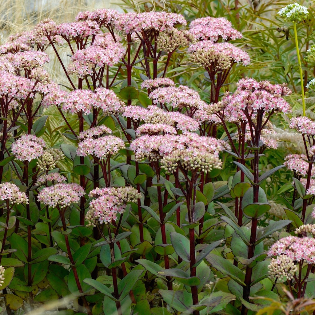 2x Sedum Matrona Plants 9cm Pots Hardy Perennial Pink Flowers Bee Friendly