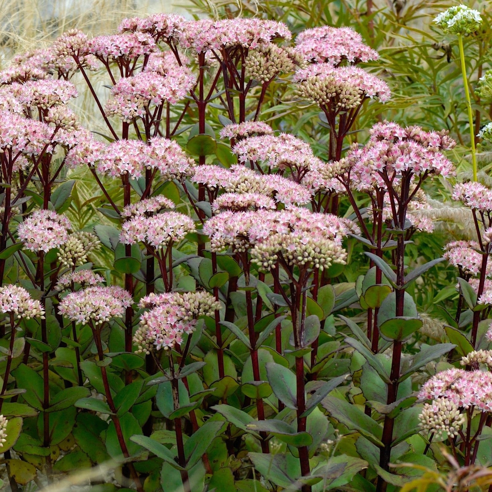 2x Sedum Matrona Plants 9cm Pots Hardy Perennial Pink Flowers Bee Friendly