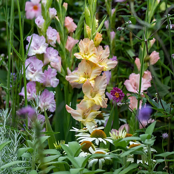 48 x Gladioli Pastel Mixed Bulbs - Gladiolus Giant Flowered Summer Perennials