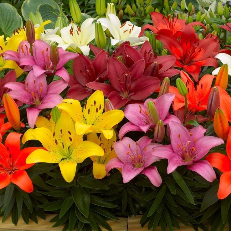 12 x Lilies Asiatic Mixed Bulbs - Ideal for Pots and Borders Hardy Perennial