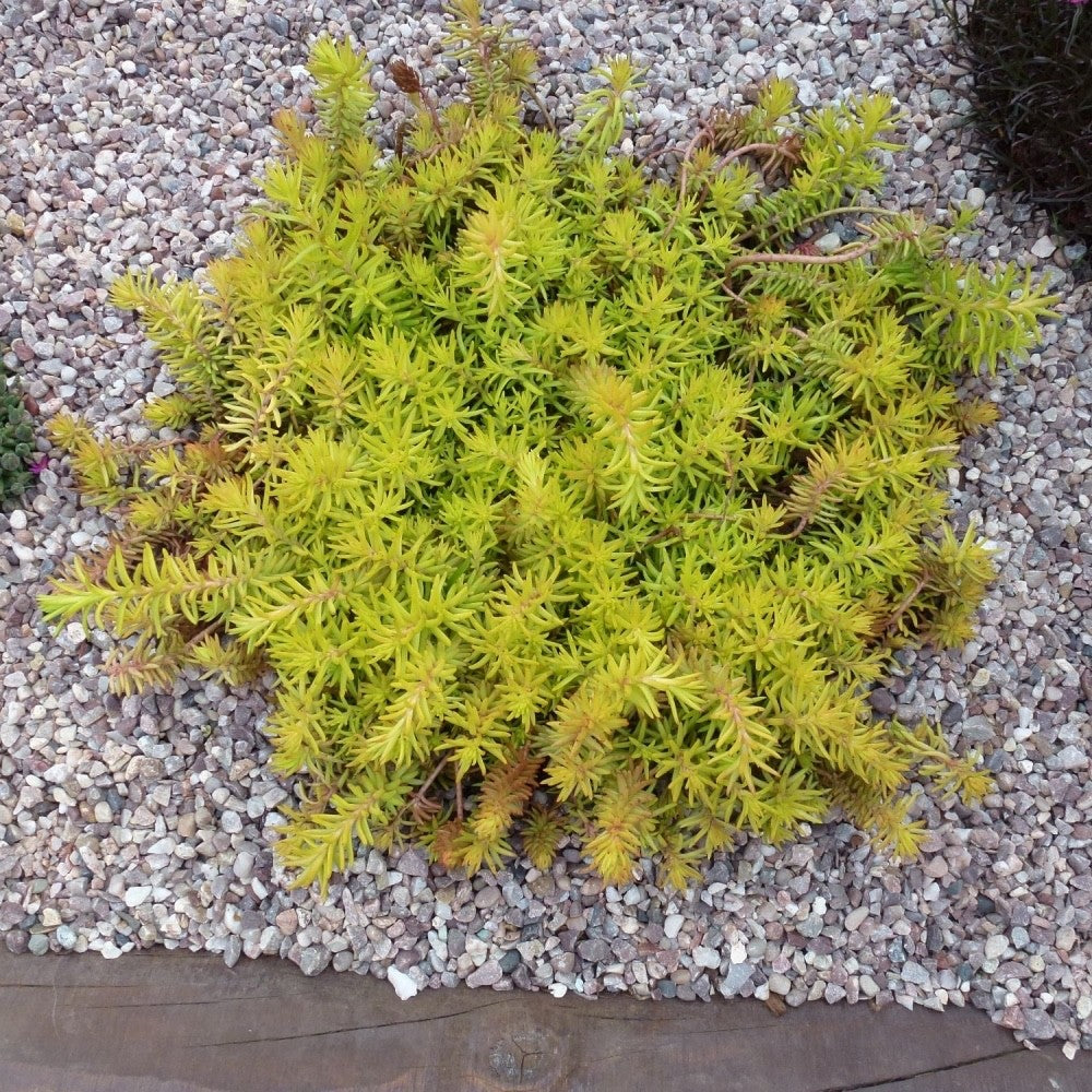 2x Sedum Angelina Plants 9cm Pots Hardy Evergreen Ground Cover Yellow Flowers