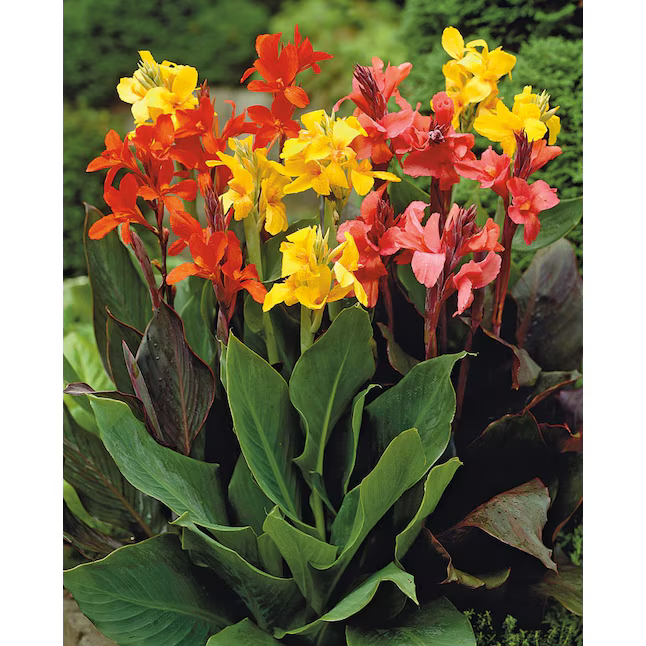 Canna Tropicana Dwarf 1L Pot Lucky Dip Colour Garden Plant