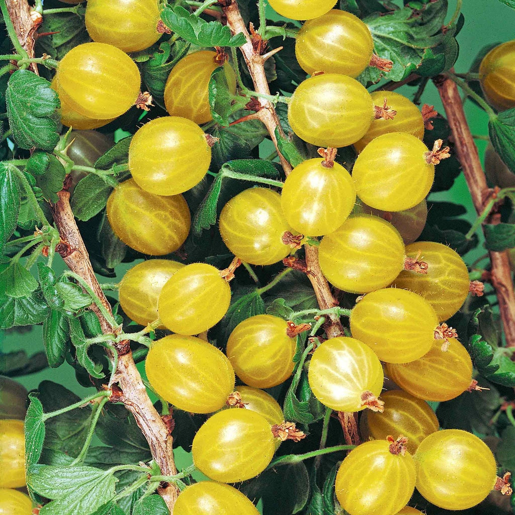 Gooseberry 'Hinnonmaki Yellow' - Large Ribes ready to fruit in Summer 3ltr pot