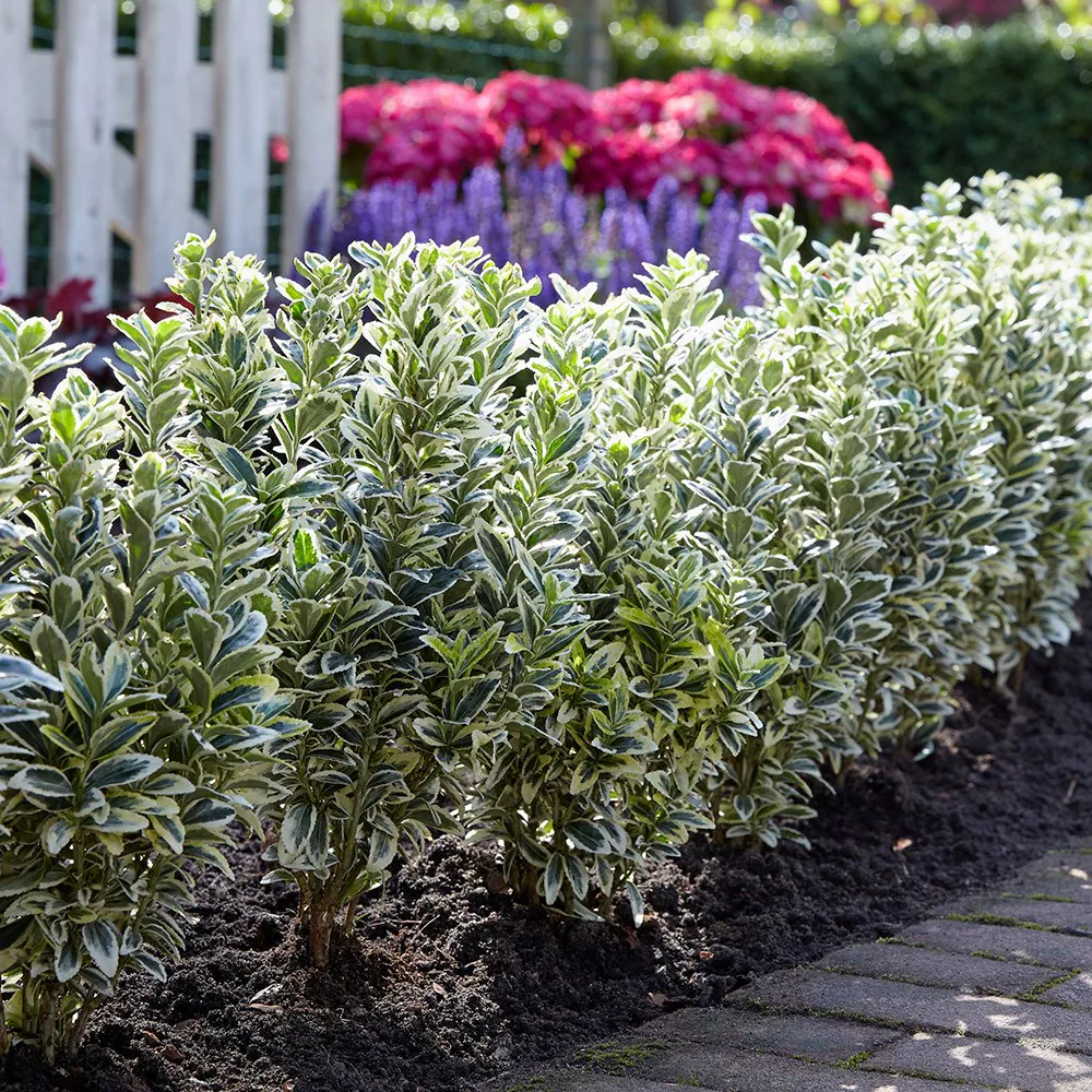 2x Euonymus japonicus White Spire Plants 9cm Pots Evergreen Garden Shrub