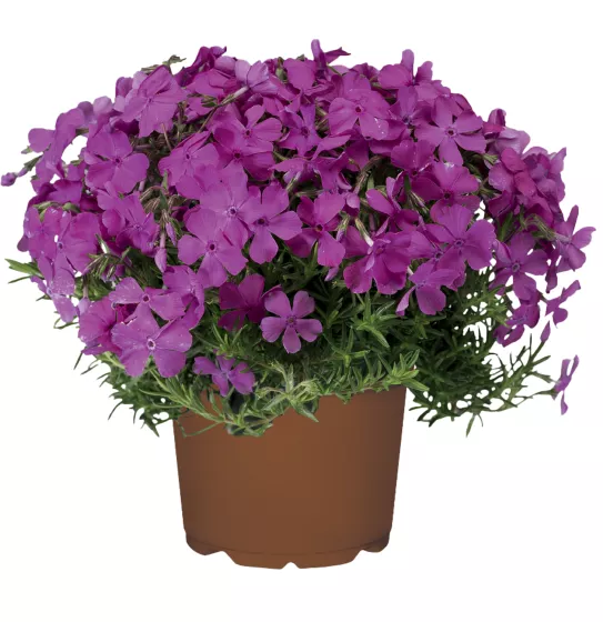 2 x Phlox subulata 'McDaniel's Cushion' - Garden Phlox Perennial in 10.5cm pots