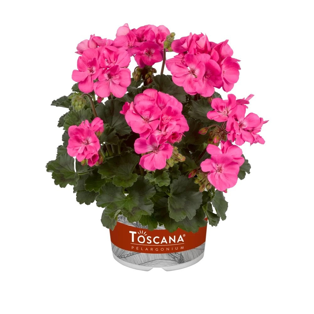 3x Geranium Benja Pink Plants 10.5cm Pots Summer Bedding Flowers