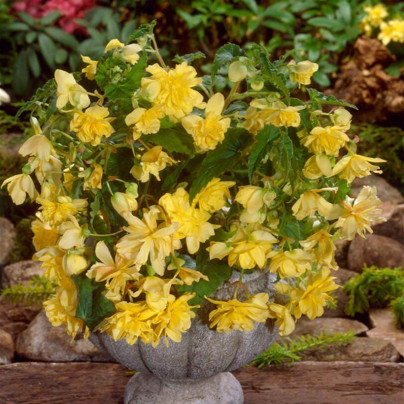 8 x Begonia Pendula Red and Yellow Mixed Bulbs - Great in hangings baskets