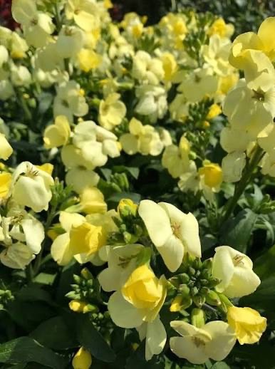 2x Wallflower Sugar Rush Primrose Plants 9cm Pots Fragrant Spring Flowers