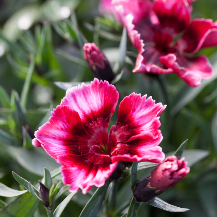 2x Dianthus Raspberry Magic Plants 9cm Pots Hardy Perennial Pink Garden Pinks