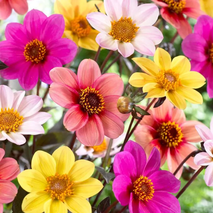 8 x Dahlia Mignon Mix Bulbs - Perfect for pots and borders adored by bees